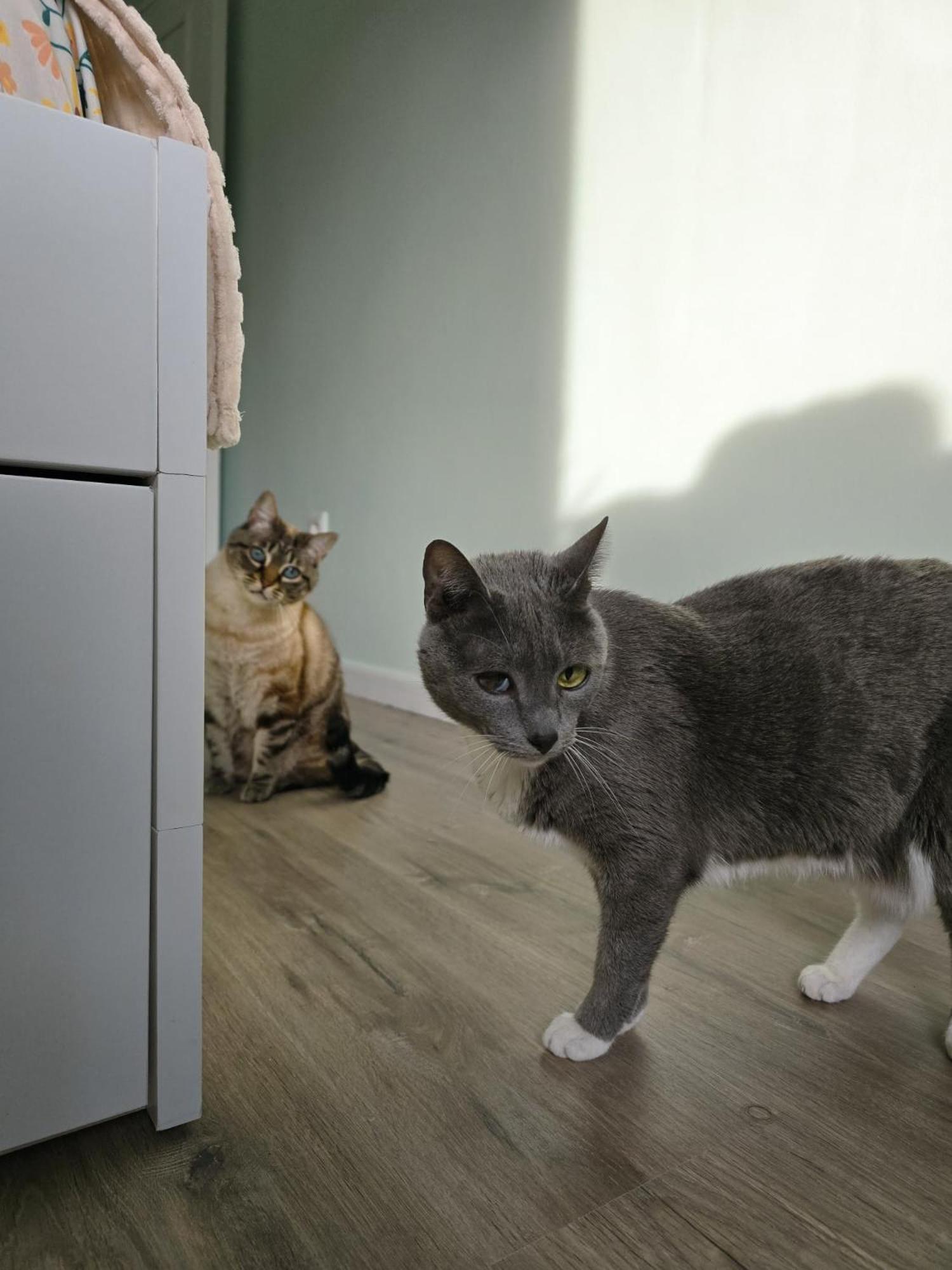 The House Of Cats Apartment Oliveira do Douro  Bagian luar foto