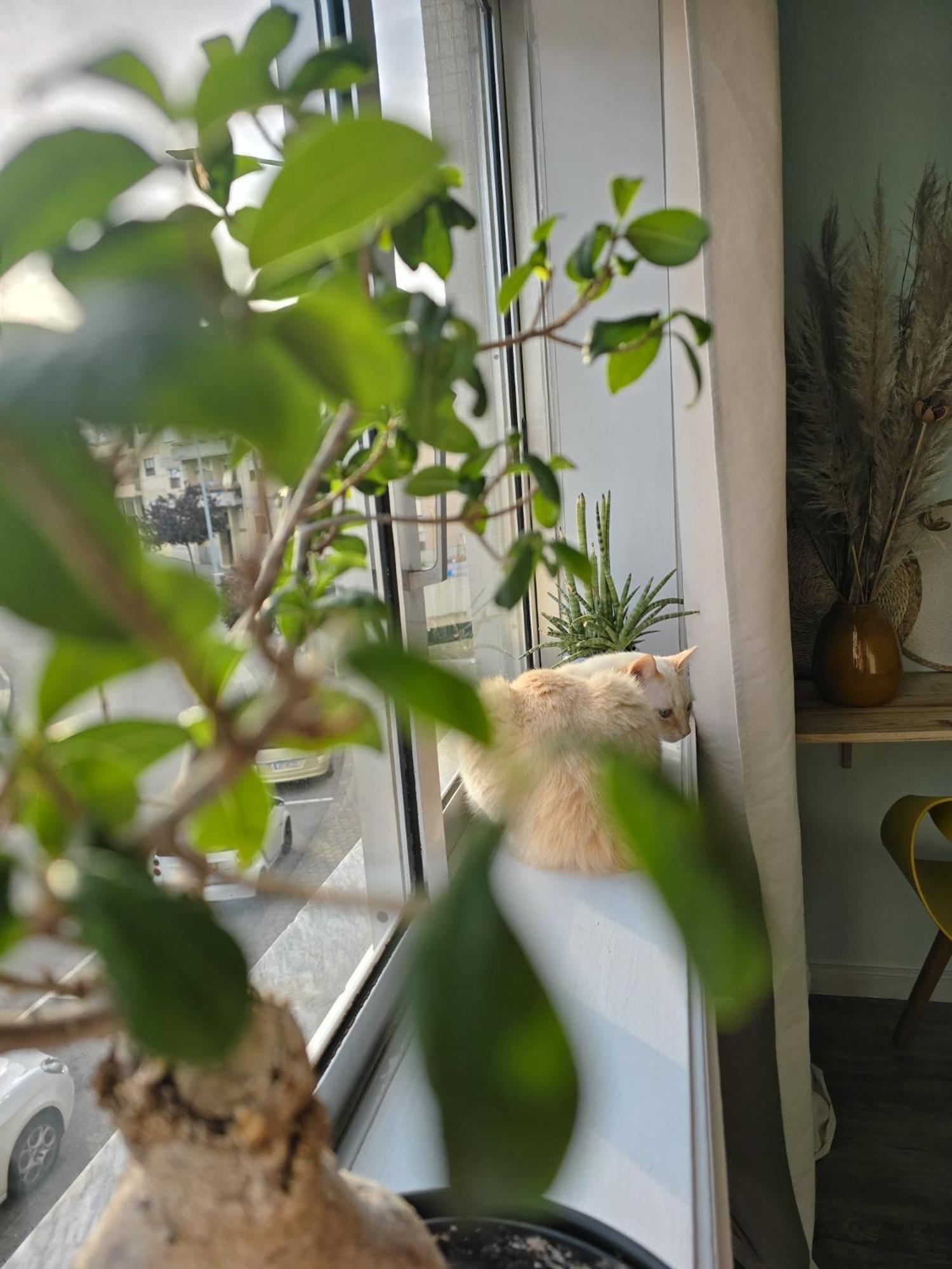 The House Of Cats Apartment Oliveira do Douro  Bagian luar foto